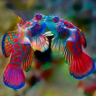 Mandarinfish mating season on Menjangan